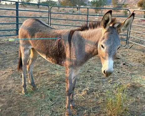 Wild Ass On the Mend Following Newest Bow Assault on Wild Burros in California