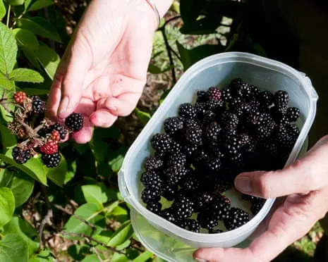 In Search Of: Scrumptious Baked Goods to Make Use Of a Abundance of Handmade Jam