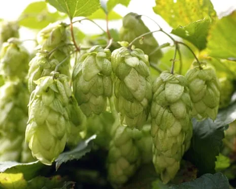 Build A Custom Brewing Corner: Cultivating Hops Is Easy and Fulfilling