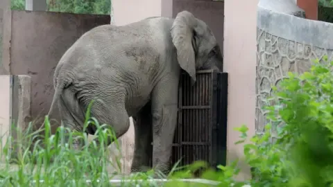 Lonely Existence and Passing of Delhi’s Sole African Elephant