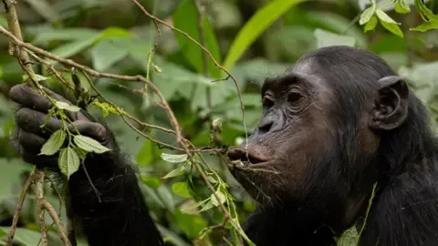 Apes Ingesting an Amount Equal of a Beer Each Day from Fermented Fruits, Investigation Reveals