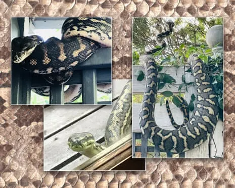 Embracing my Serpents in My Ceiling: A Transformation from Anxiety to Fascination