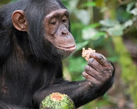 Apes Ingest Everyday Ethanol Comparable to a Beer from Ripe Fruit