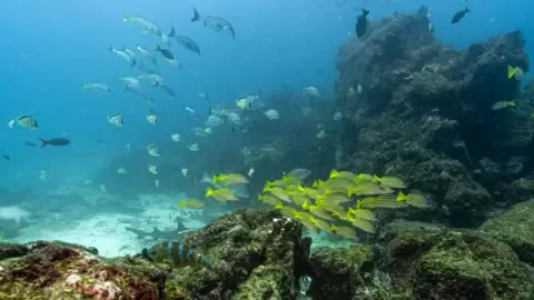 Landmark Oceans Pact Crosses Critical Benchmark to Become Law