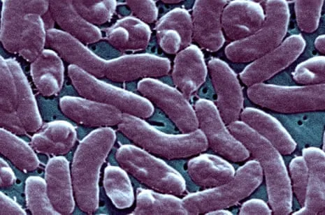 Louisiana Confirms Five Fatalities from Flesh-Eating Bacterium in Coastal Seawater