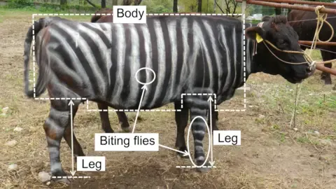 Black-and-White Bovines and Slippery Edibles Secure Humorous Research Honors