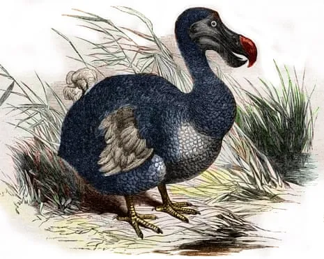 Scientists Assert They Have Achieved a ‘Pivotal Step’ in Resurrecting the Flightless Species for the First Time in 300 Years